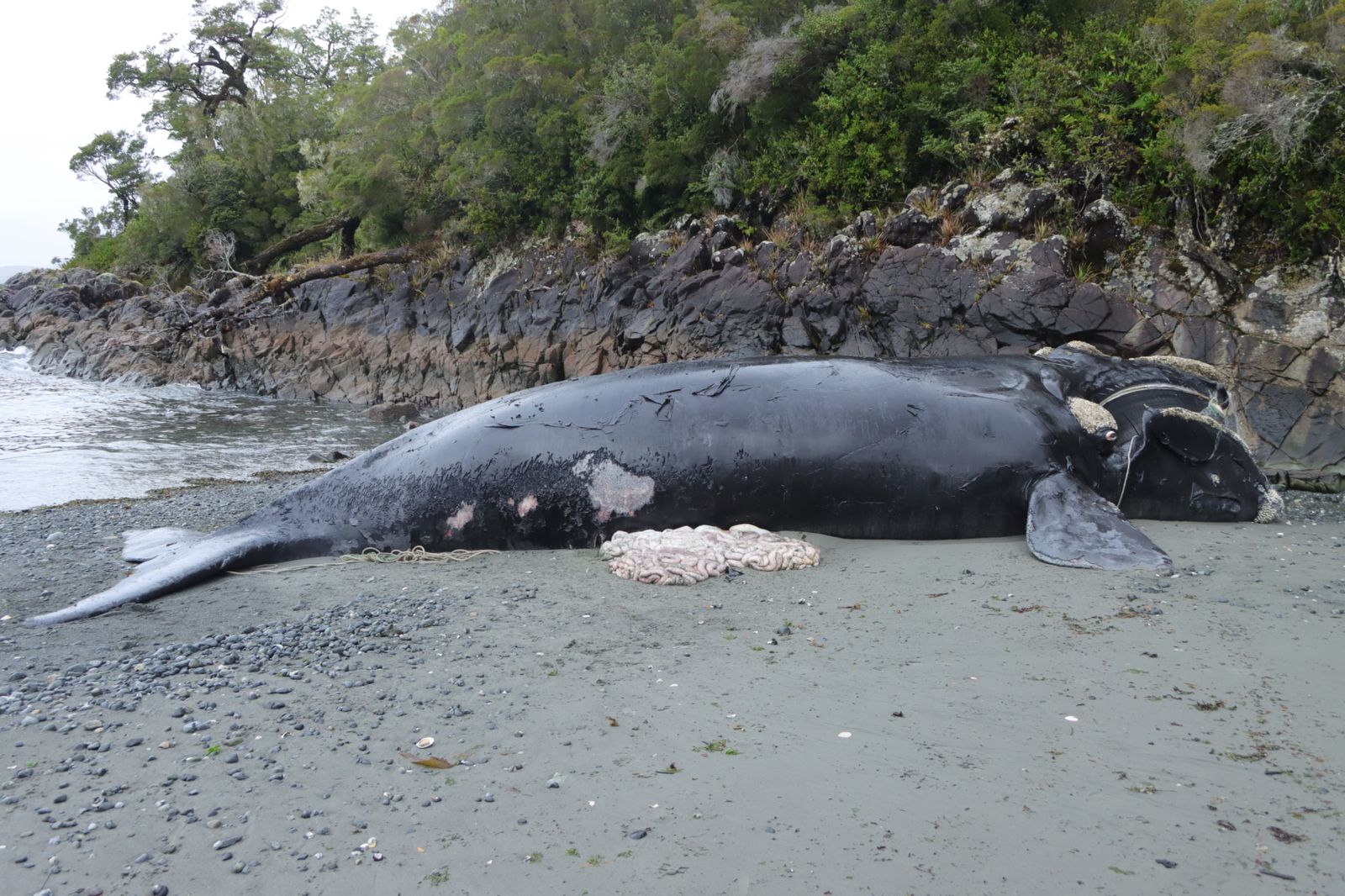 Cria ballena franca austral muerta por enmalle en Melinka